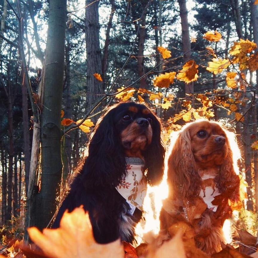 分享一些漂亮的可卡犬照片,有没有你喜欢的一张?