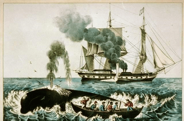 最终,当鲸鱼不再挣扎了,捕鲸小艇上的人就会发出一阵阵的欢呼,捕鲸船