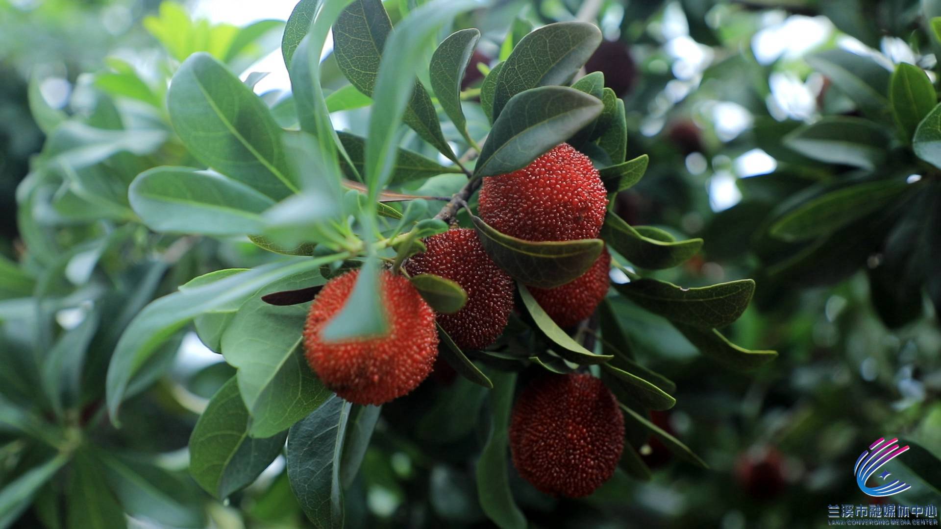 兰溪杨梅从"六月红"走向"全年红"