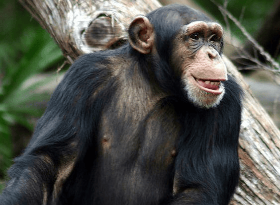 50年前,那只被美国送上太空的"黑猩猩",结局却这样,令人深思