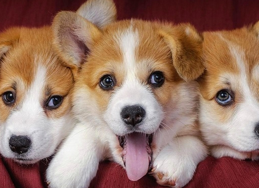 小短腿柯基身上优点无数,标志性的圆屁股只是其中之一