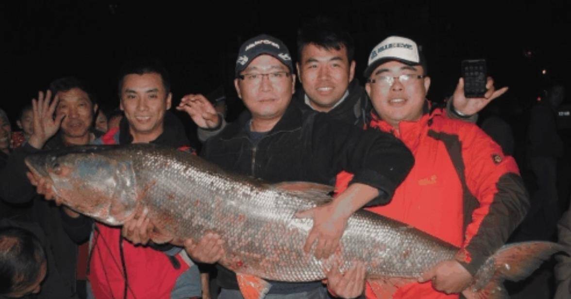 特点是体延长,稍侧扁,腹部圆,无腹棱,游泳迅速,行动敏捷,是一种主要以