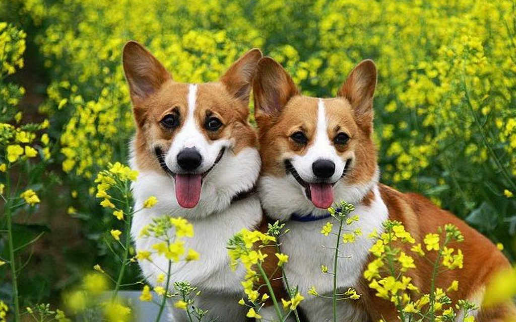 "我家狗狗不咬人",听到有人说这句话就一肚子火