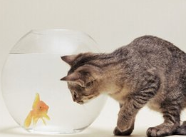 别人家的猫咪都有鱼吃,最可怜的就是它了,只能看不能吃!着急呀