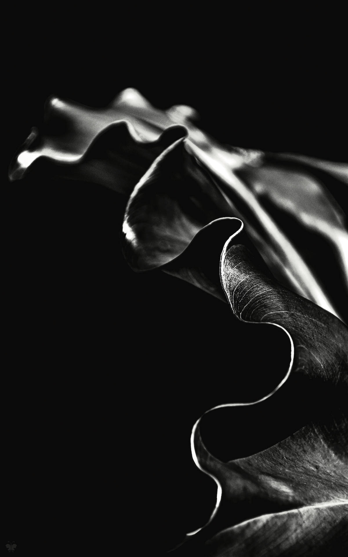 《黑白呓语国际摄影展》艺术家