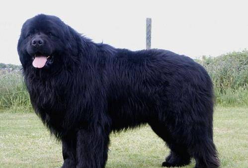 喜马拉雅藏獒和欧洲本地犬杂交獒二,血洗匈牙利平原1941年2月,匈牙利