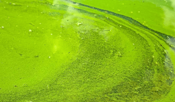 虾塘蓝藻治理图片