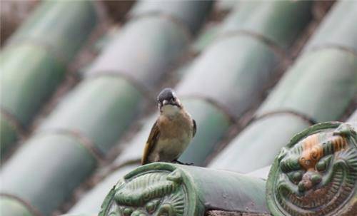 为何故宫屋顶600年来没鸟粪?专家道出真相,不得不佩服古人智慧