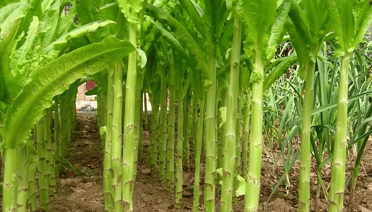 莴苣施肥方法