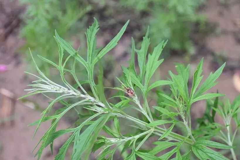 艾叶飘香暖春寒