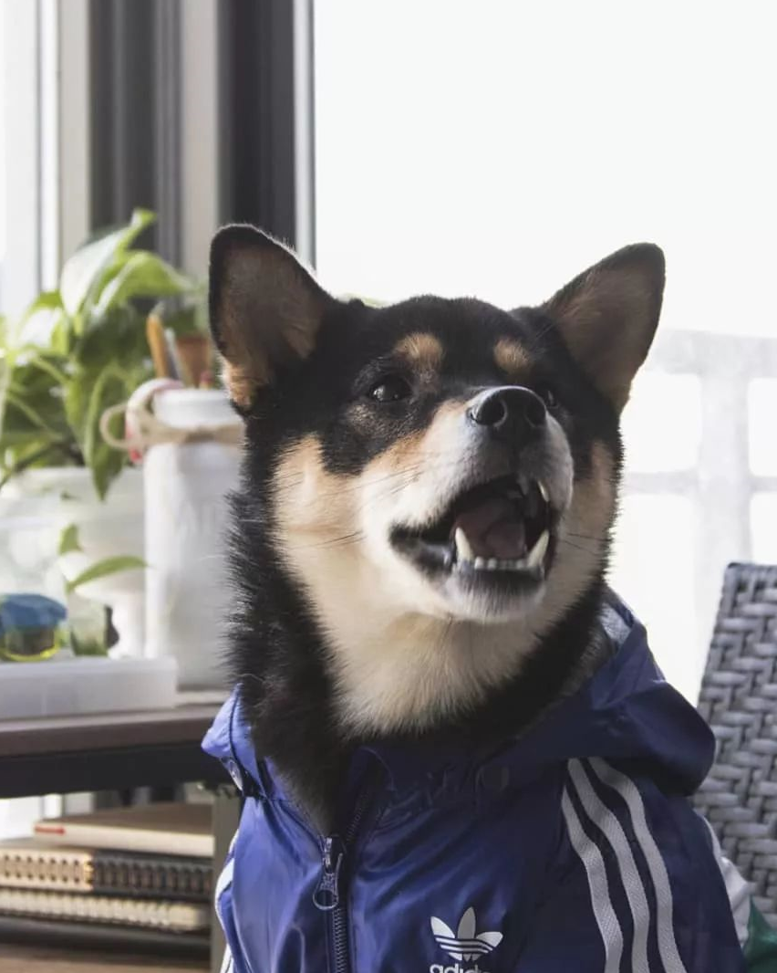 作为一只时髦的帅柴犬,如何才能不露声色的耍大牌?