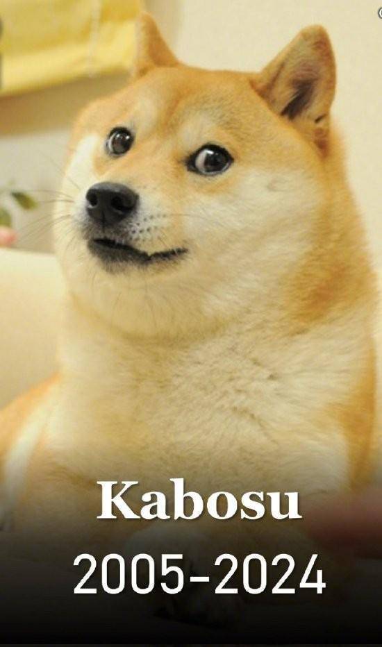 数字生命永存 doge表情包柴犬去世