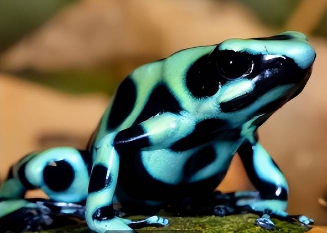 要是在野外看见这些色彩鲜艳的动物,请远离它们,有毒!_颜色_蓝环_黄蜂