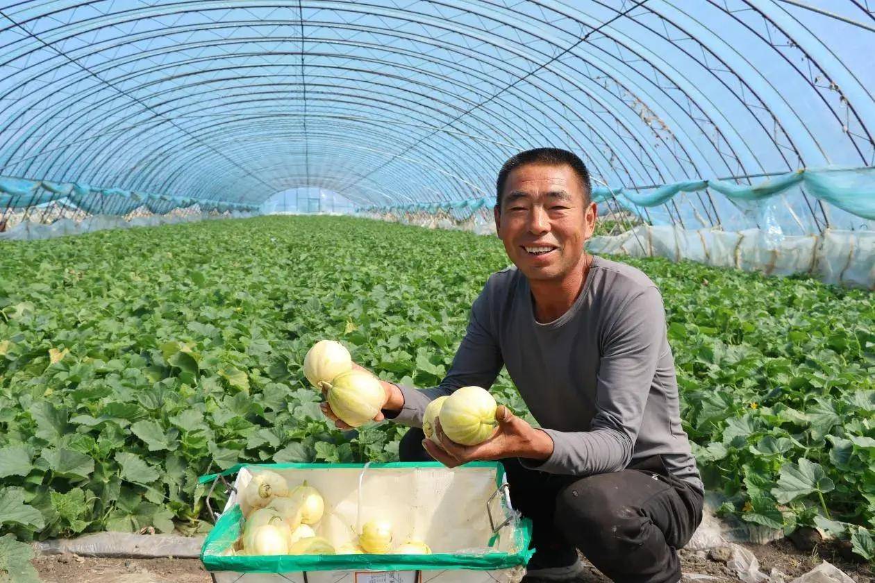 黑龙江省明水县:香瓜开园采摘忙 产业拓宽富民路