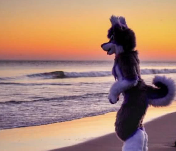 西伯利亚雪橇犬,又名哈士奇,因为性格比较逗,经常做出一些神经质的