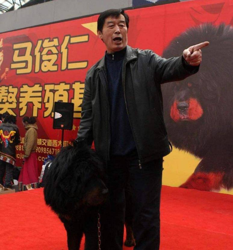 这次展会上马俊仁共带去了大约30只藏獒,号称中国最贵藏獒的"小王子"