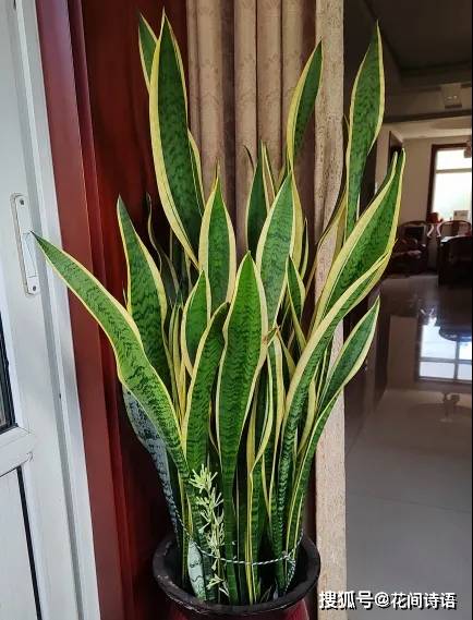 虎皮兰竟有这么多品种?每1种都别具一格,简单好养,你养过几种?