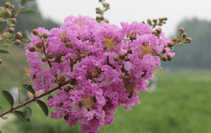 "家种青龙树,子孙代代富",啥是"青龙树"?能旺子孙?_种植_紫薇_桂花