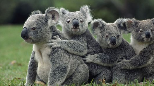 除了呆萌,你根本不知道它经历了什么_有毒_人们_动物