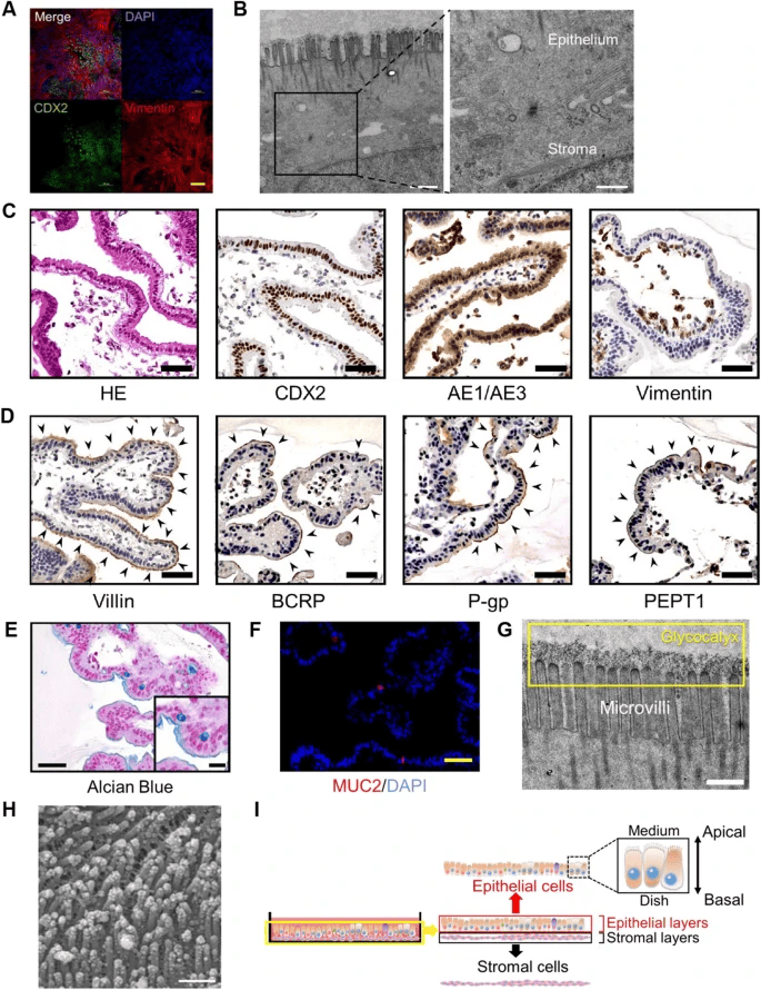 从hpscs到肠道类器官:细胞特性与药物研究新视角