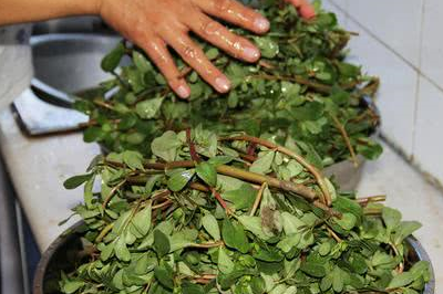 它们是野菜更是中药材,价格不贵功效却强,根据症状吃点不后悔_蒲公英