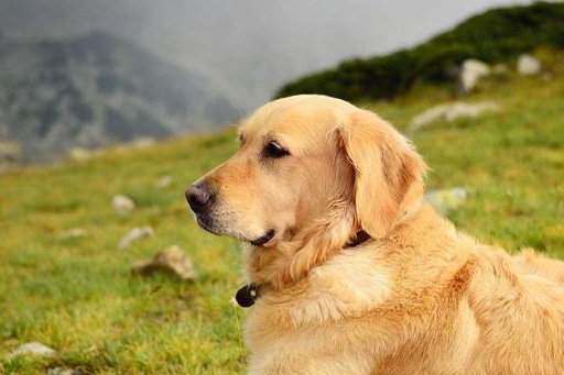 宠物狗的寿命排行榜,你家狗狗寿命多长,你知道吗?_柯基_泰迪_金毛犬