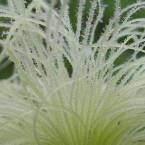 这几样是常见的天然"胰岛素",每天吃点,高血糖离你越来越远!