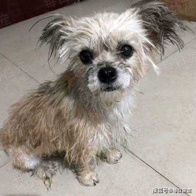 天呐,这还是那只丑不拉几的流浪狗吗?