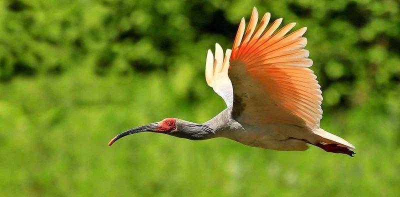 世界各国国宝动物是什么,我国受全世界喜爱,阿富汗最特殊