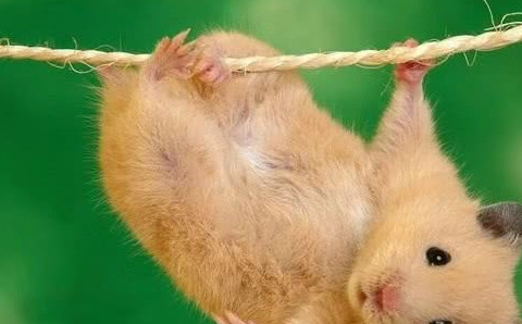 仓鼠凭借着18般武艺:能吃能撩能卖萌,夺得主人芳心,萌翻了