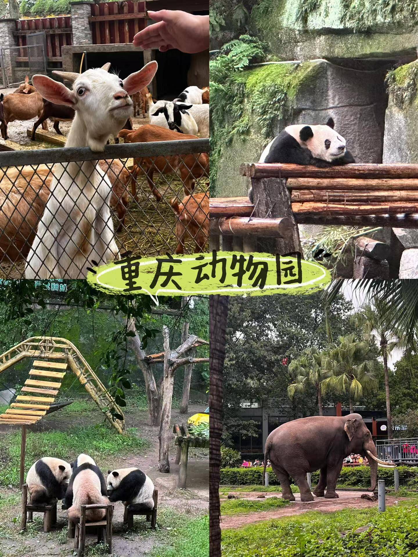 重庆4日游线路推荐,去重庆旅游值得玩的景点有哪些在动物园游玩结束后
