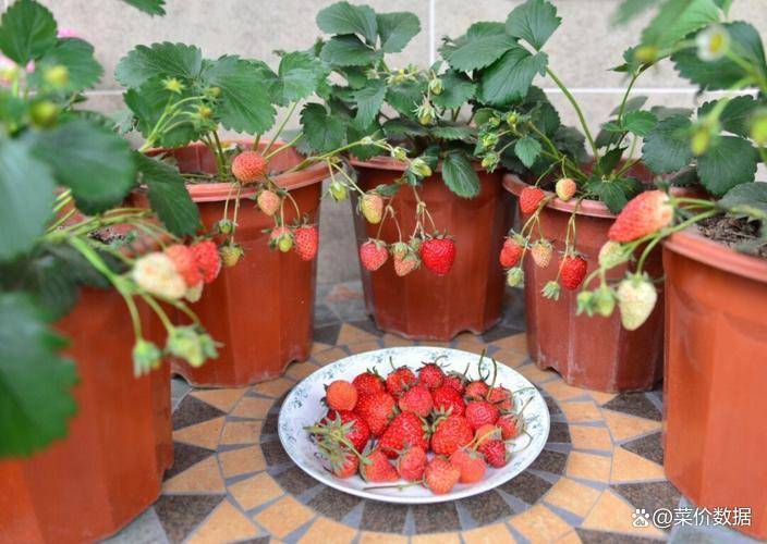 草莓种植全过程技术教程分享:新手怎么种植草莓