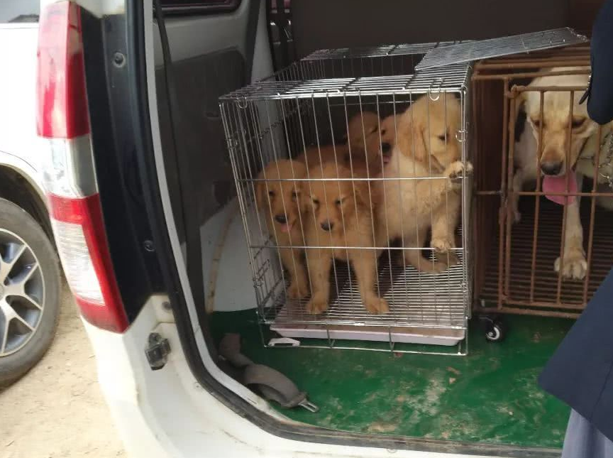 商贩出售宠物狗,超萌金毛竟然300元不到,还不赶快了解一下?