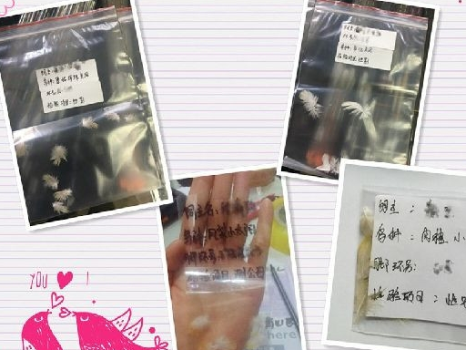 关于鹦鹉验卡看这一篇少花冤枉钱