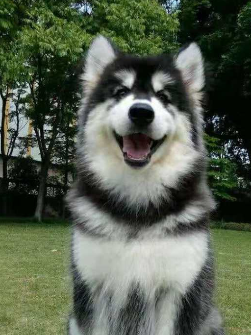 在犬舍看到一个呆萌的阿拉斯加,结果带回家之后就发现被套路了