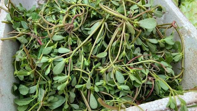 这菜全身是宝,晒干后比新鲜的好吃太多!一次多囤些,包饺子真香