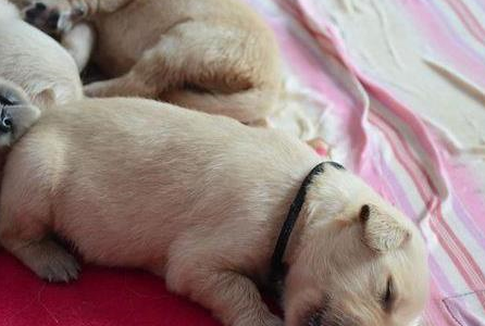 "萌死人不偿命.奶啾啾.我要给它们起名字!""有爱的主人,有爱的金毛!