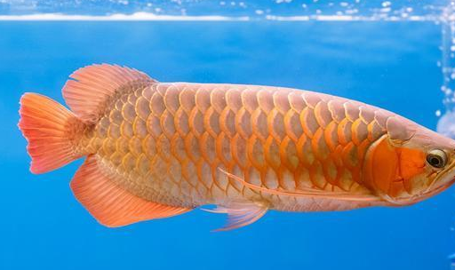 橙红龙鱼的喂养重点,独特的外形特征,深受龙鱼玩家的喜爱