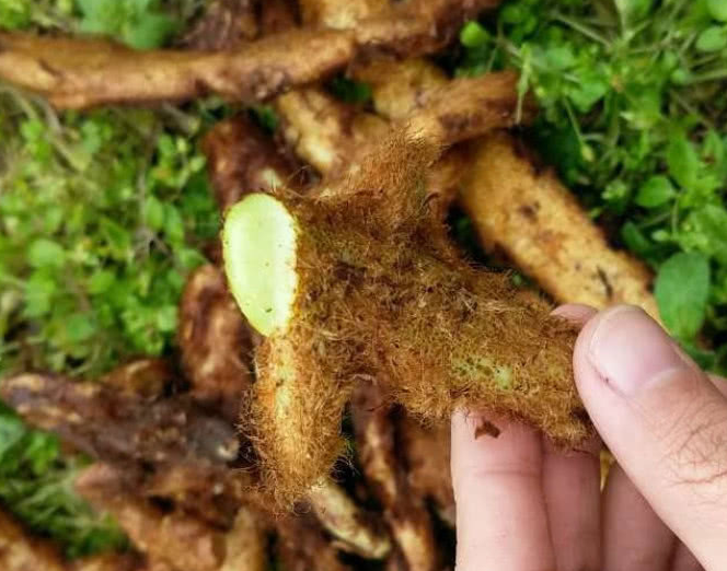 生长在树干上的野草,根部像极了生姜,是民间的一大良药