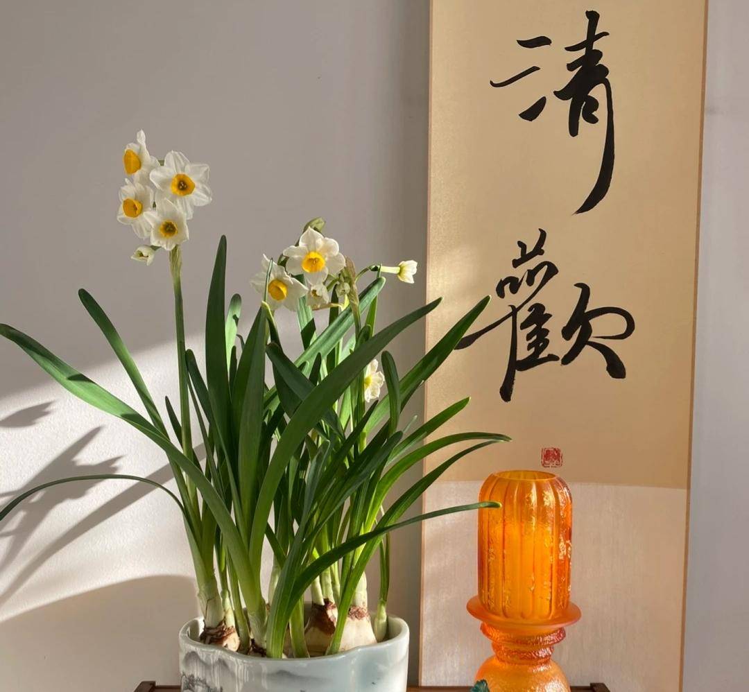 2,水仙花滴水观音,天南星科草本绿植,叶丛优美,叶色青翠欲滴,盆栽