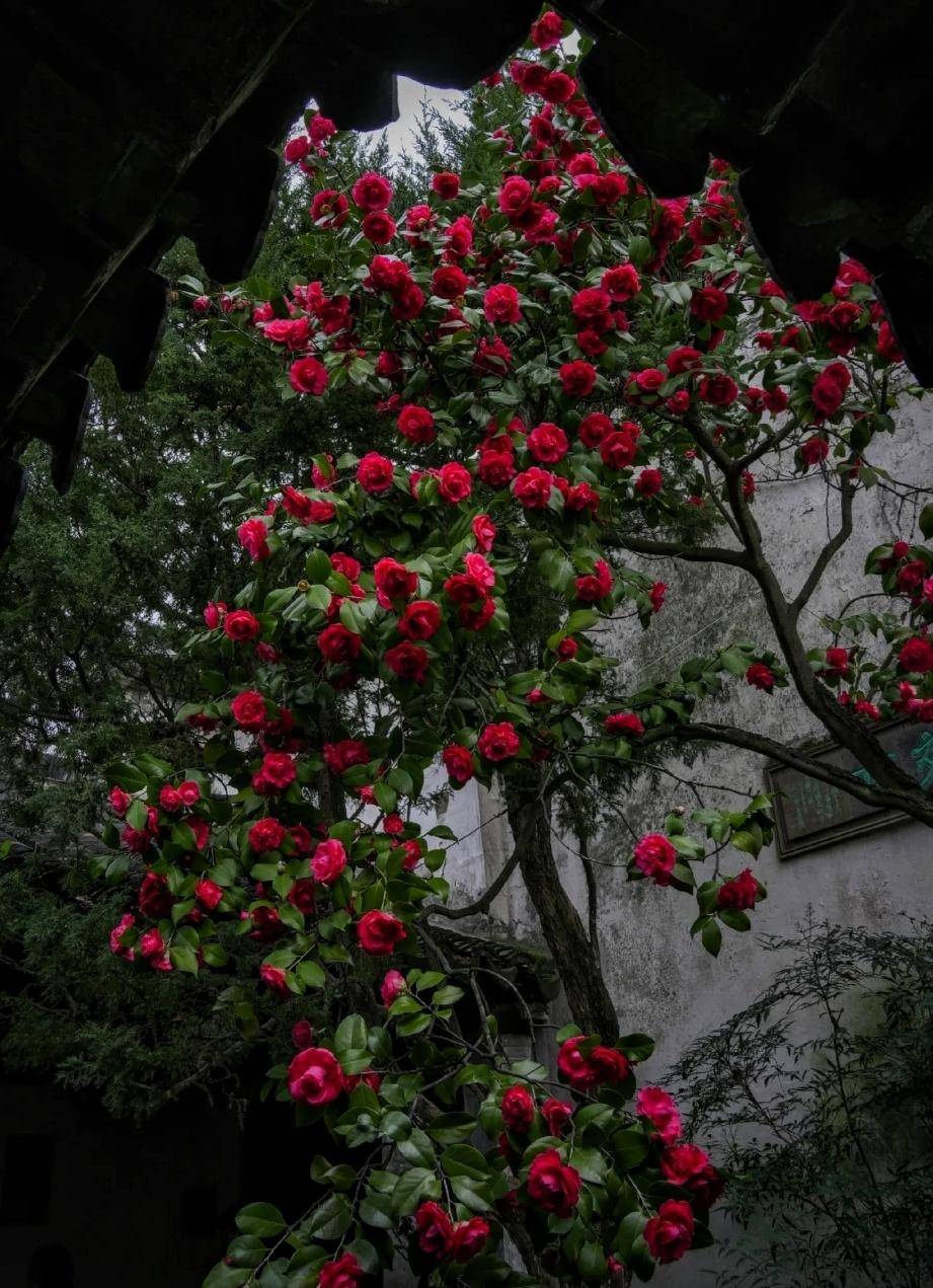 花型最大的茶花图片