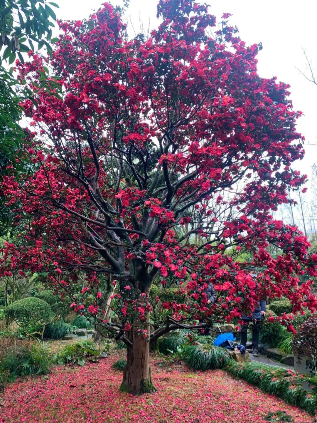 邻居家的山茶花20年长成了大树,真壮观