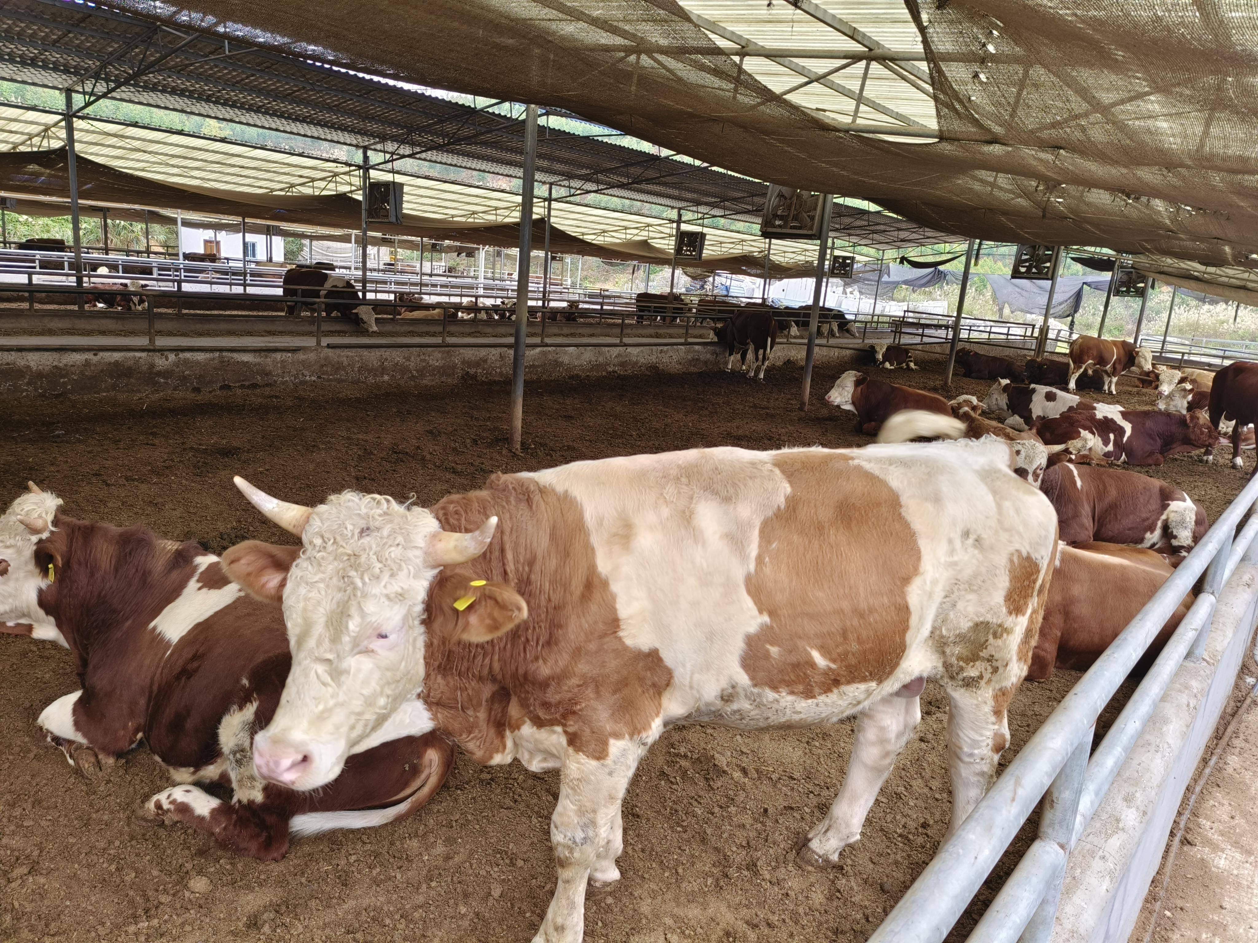 生物发酵床养殖技术让养牛废弃物转化为有机肥料,让你养牛更轻松