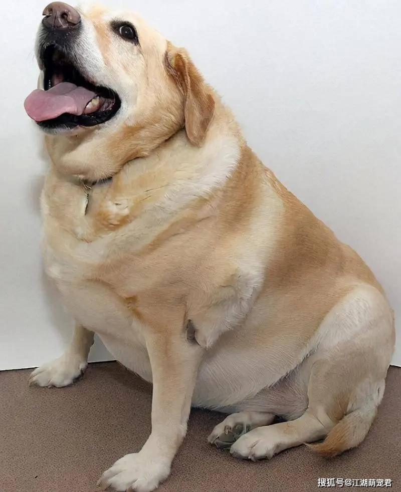 拉布拉多犬太胖可咋办?学这几招帮它减肥