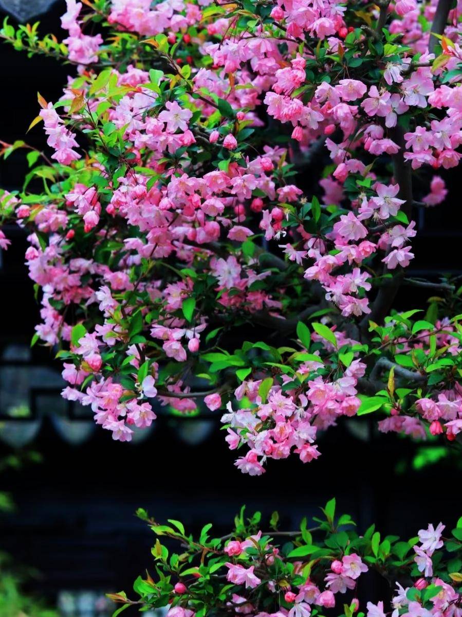 苏州的这棵海棠花实在太美了