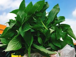 这菜被英国人称为"长寿菜",中国遍地都是,才卖2块钱一斤!