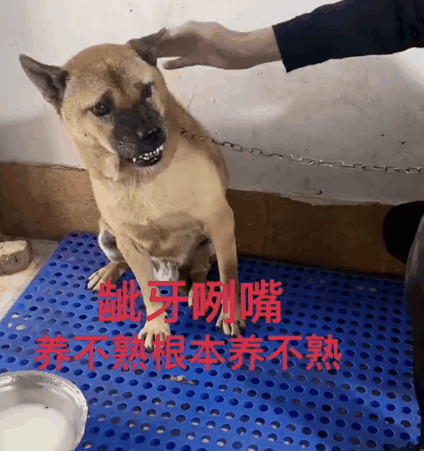 大黄狗因绝育痛骂医生5年,被主人卖掉后,又遇医生高价买回