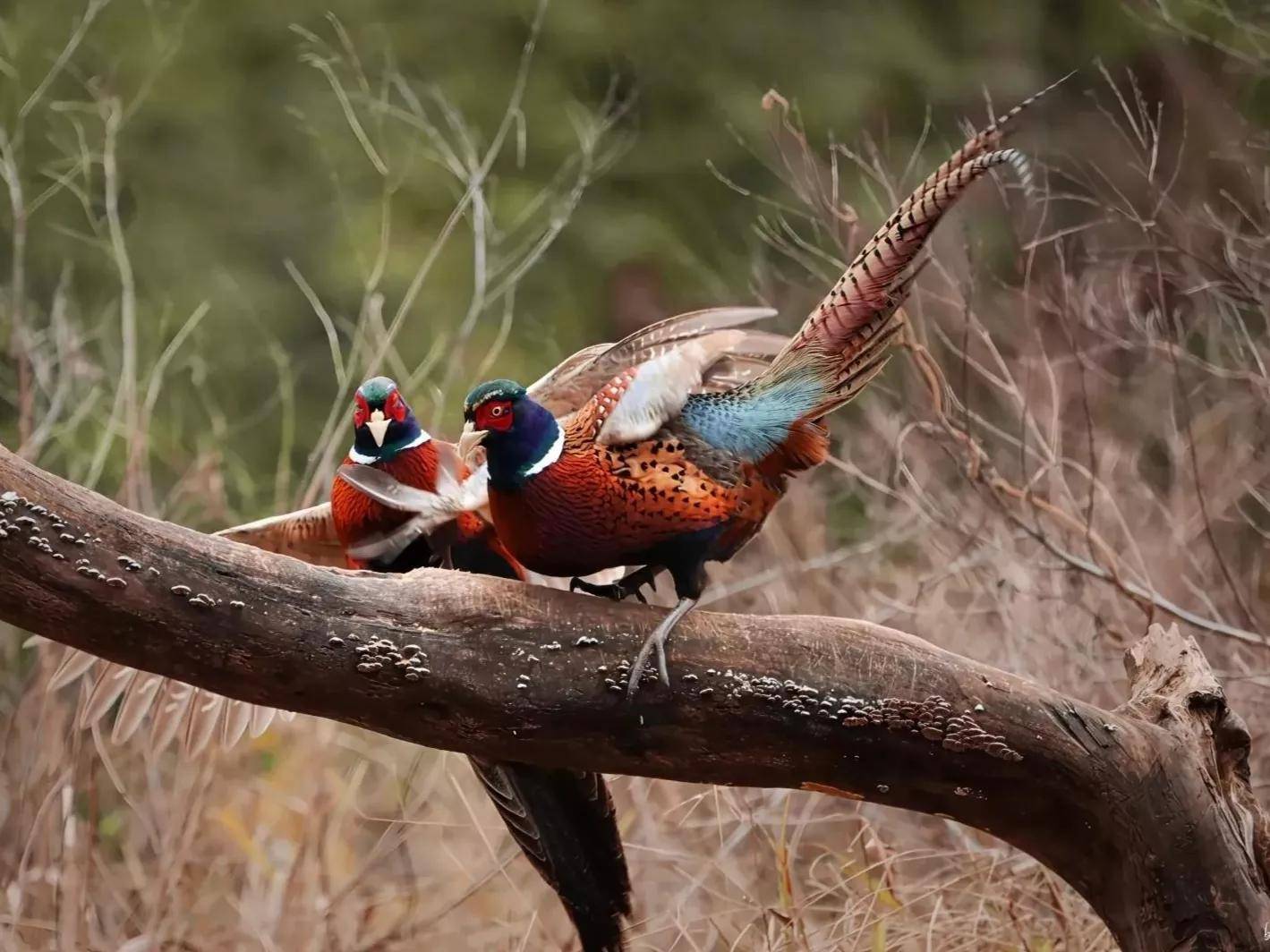 山鸡,野鸡,石鸡你能区分它们吗