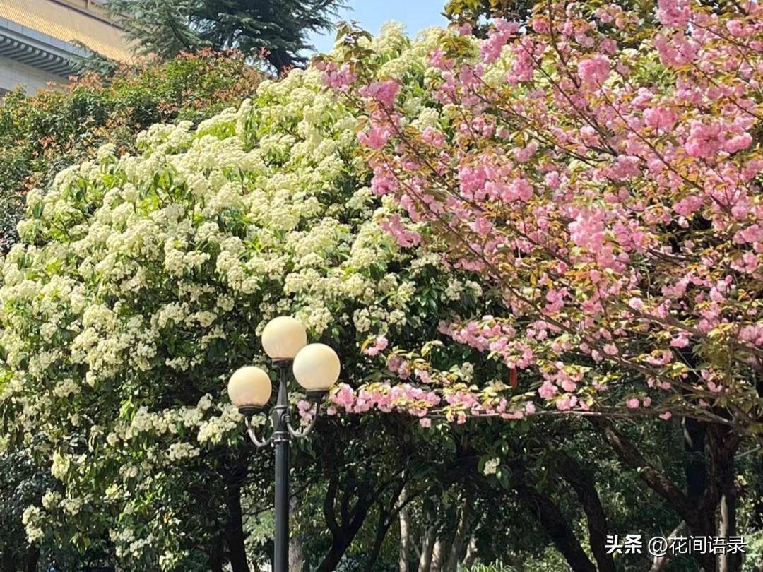 这条绿化带的花长得好看却气味难闻_石楠花_sm_www