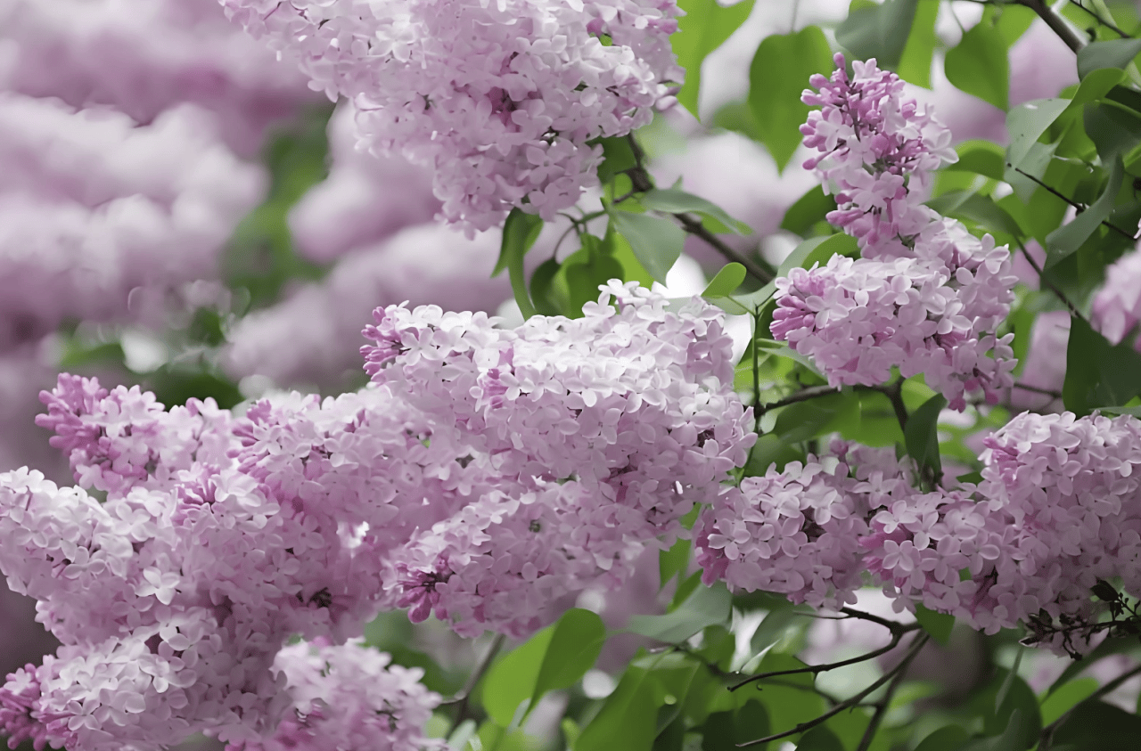 丁香花花瓣的形状图片